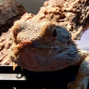 Meet your Posher, Mulberry
